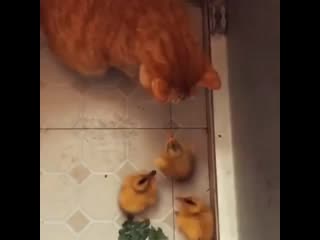 Ginger cat welcoming his cute duckling