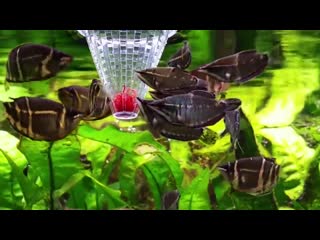 Гурами шоколадный