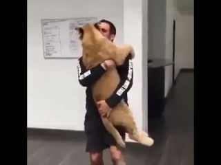 Львенок соскучился по своему другу