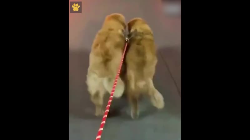 Синхронные попки