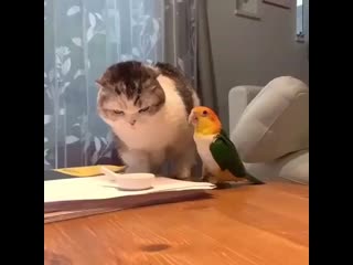 Chertovski milo 20200611 012718 0 mp4