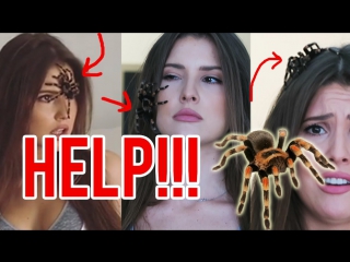 A tarantula crawled on my face | amanda cerny