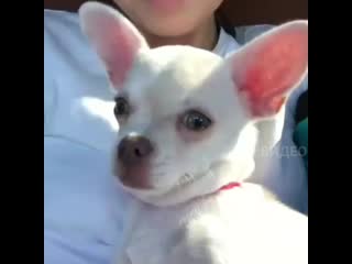 Тобик! сделай нормальное лицо! 🤪🤣