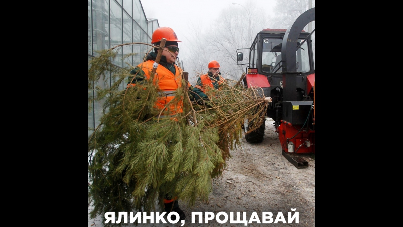 Куди зникають ялинки