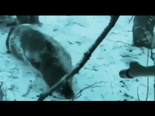 Кабан на загоне