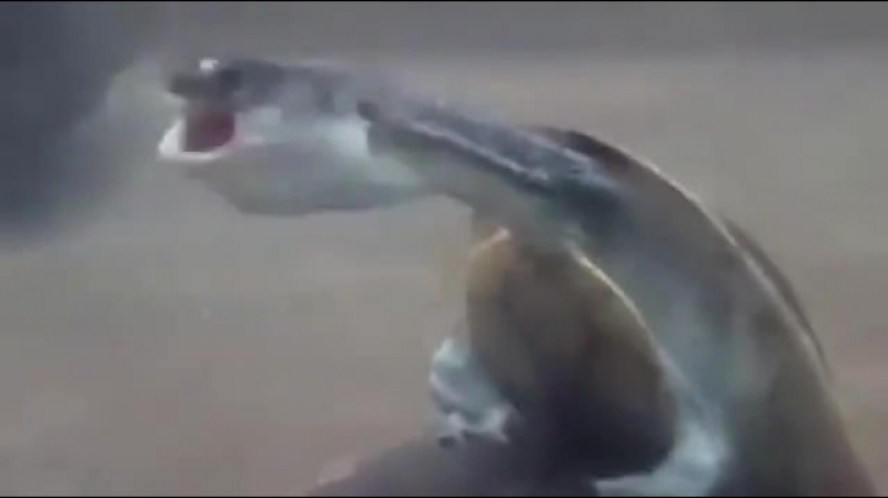 Орущий мужик с мемов превратился в ёбыря террориста в панцире