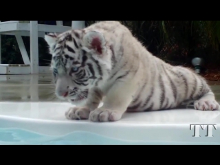 Baby white tiger смешной белый тигренок белый тигр