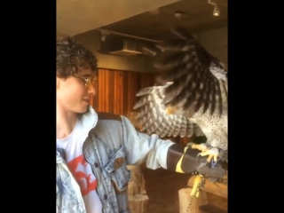 Robdamiani owl cafe in osaka these guys are such a hoot!