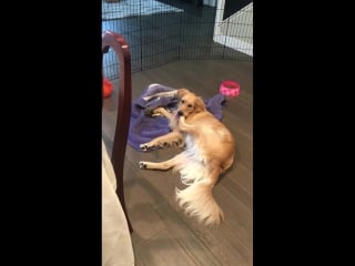 Chasing her tail has become too much of a chore, she compromised