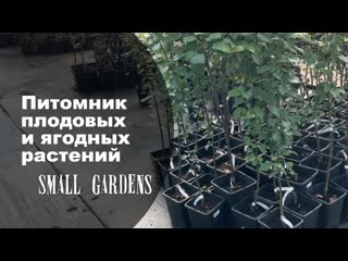 Питомник плодовых и ягодных растений в россии small gardens