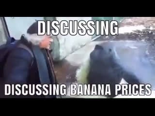 Discussing banana prices