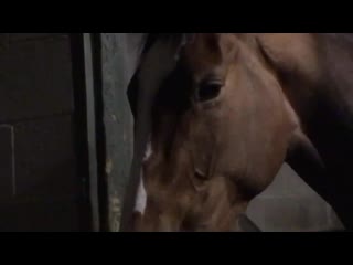 Sweet dreams from taraz, with video taken with the permission of and in the presence of the staff of trainer brad cox
