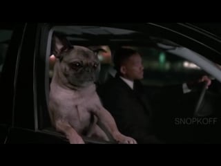 На лабутенах поет мопс френк