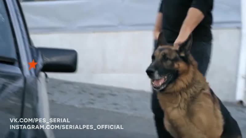 Пёс 5 с понедельника по четверг в 2130 на ictv