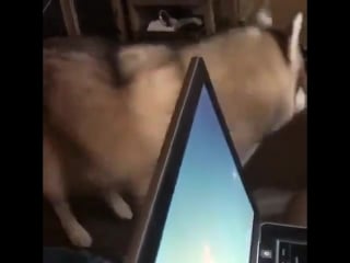 Если хочешь поиграть, позвони в звонок (vhs video)