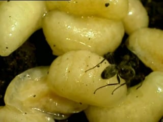 Страсти по насекомым1 5 серия "насекомые на ус" / insectia on taste