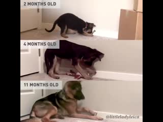 Once a derp, always a derp