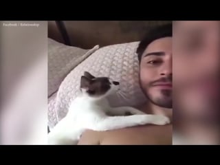 Paw sitively adorable cat keeps planting kisses on owner