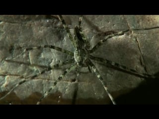 Monster bug wars water spider vs water strider