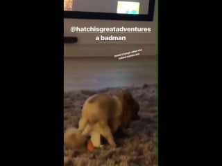 Oh my goodness this video of hatchi posted by matt on his story and alex’s go on son