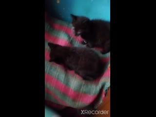 20200814 213236 edited mp4