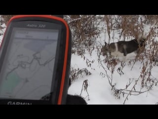 Молодые секс в свободном поиске нашли куницу