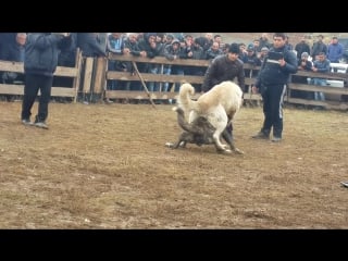 Вот настоящая молодые армянский гампр