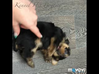 Питомник «hit bogema»