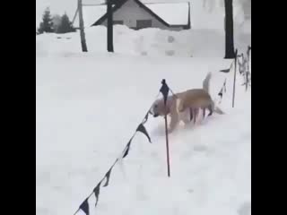 Best animals1 20200422 005213 0 mp4