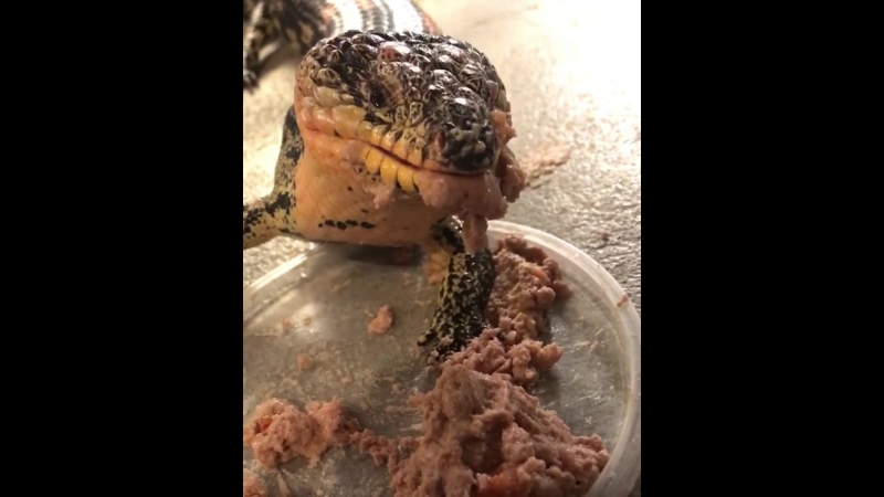 Сцинк кушает паштет