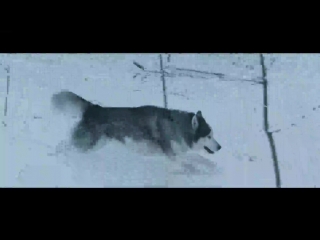 Hardwell feat jonathan mendelsohn echo (official music video) (любители vocal trance