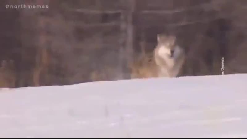 Никита михалков mp4