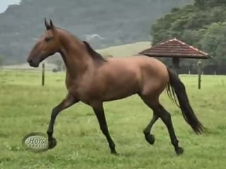 Momento campolina conheça os garanhões da fazenda oratório horse brasil