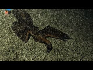 Загадки юрского периода, серия 3 окраска динозавра (рус, hd)