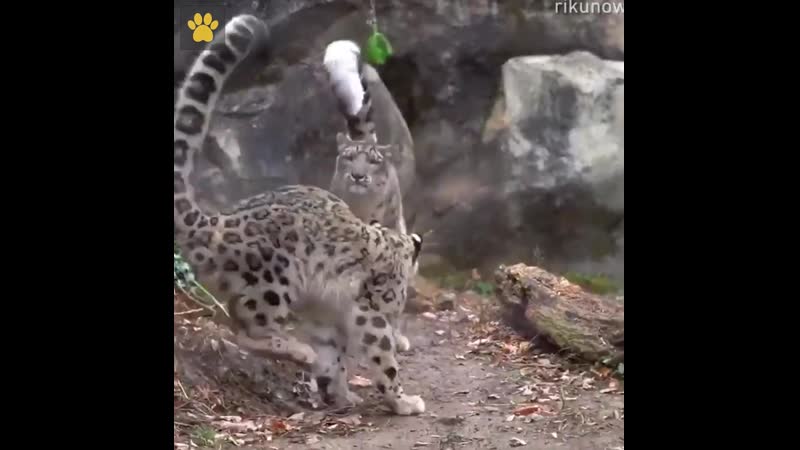 Снежные леопарды