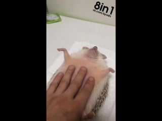Ёж кайфует и лежит на спине, и ему чешут молодые / this hedgehog loves massages