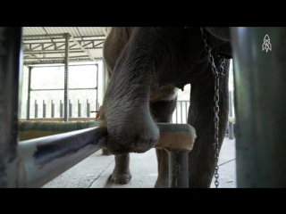 One step at a time the first elephant prosthetics