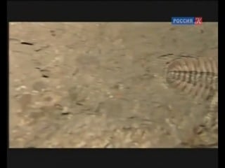 Discovery 100 величайших открытий 01 происхождение жизни и ее эволюция (evolution)