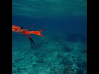 Забавный краб (kuku video)