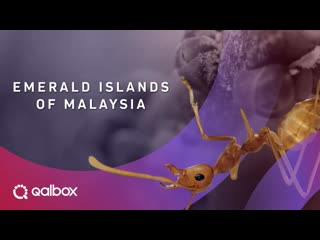 Изумрудные острова малайзии / emerald islands of malaysia