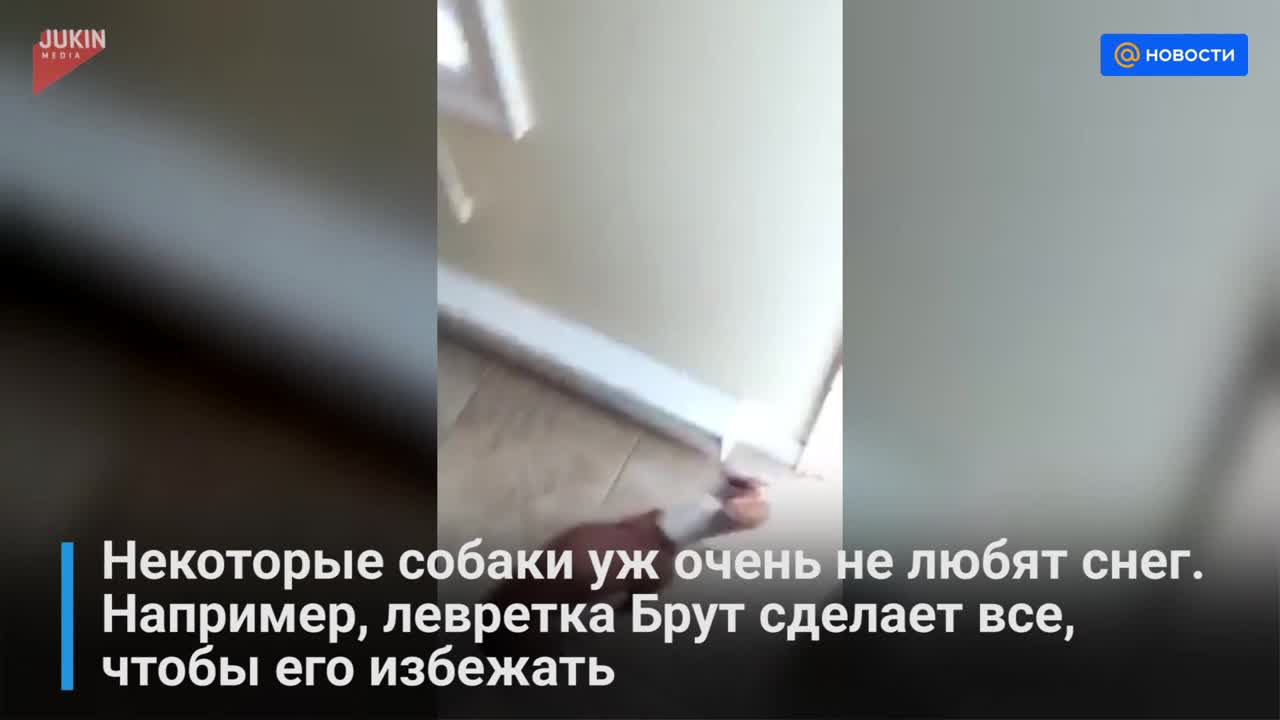 Брут, который не любит снег