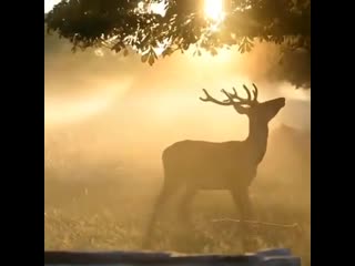Сказочно красивая встреча с оленем