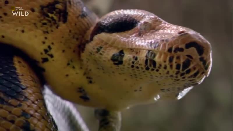 Змеи монстры документальный фильм national geographic
