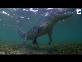 Brave tourists swim with 13 foot crocodiles