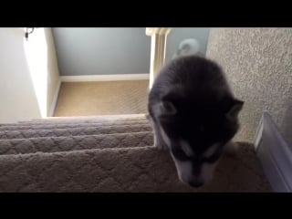 Husky puppy tumbles down stairs