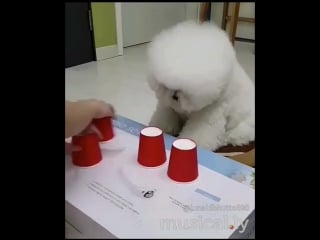 Очень внимательный пёс