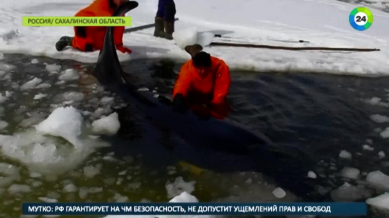 Освободите вилли на сахалине спасли четвертую косатку