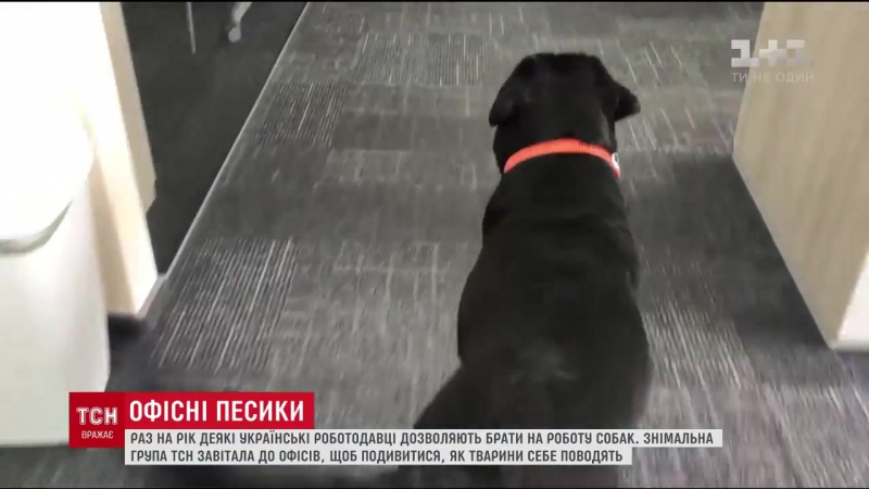 Офісний улюбленець українські компанії раз в рік дозволили працівникам взяти на роботу молодые