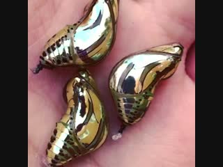 🔥 these tiger wing butterfly pupae are otherworldly 🔥