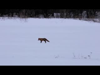 Лис мышкует волосовский район, ленобласть, 17 марта 2019 г